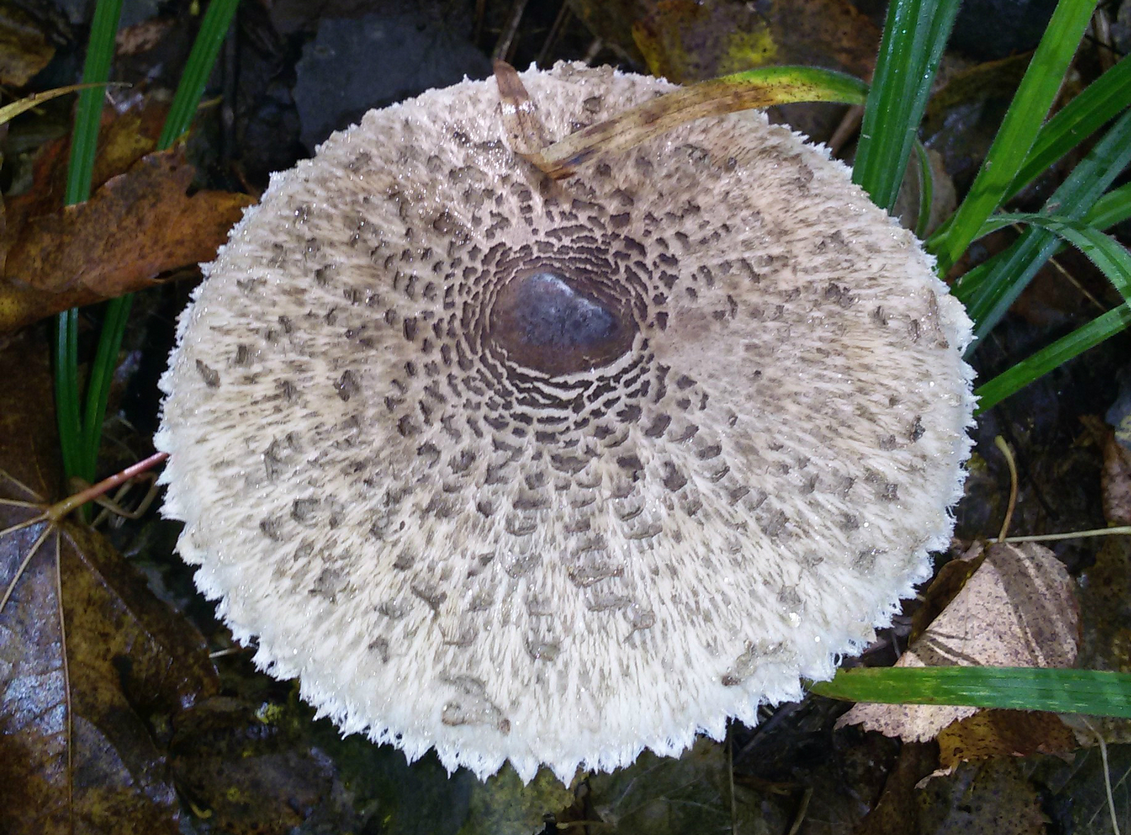 Silent hunt - My, Silent hunt, Forest, Mushrooms, Report, Longpost