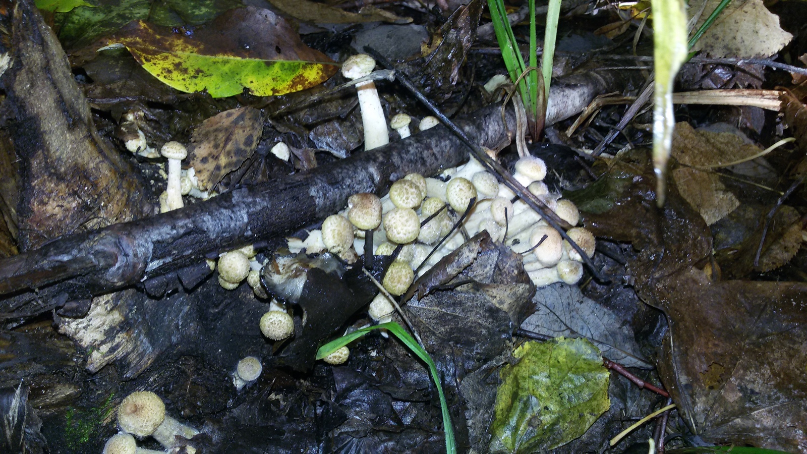 Silent hunt - My, Silent hunt, Forest, Mushrooms, Report, Longpost