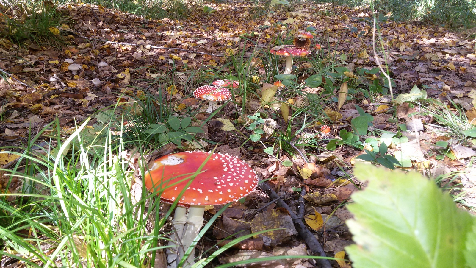 Silent hunt - My, Silent hunt, Forest, Mushrooms, Report, Longpost