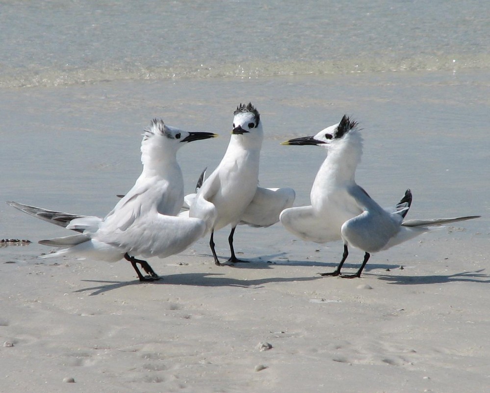 bird conspiracy - Photo, Birds