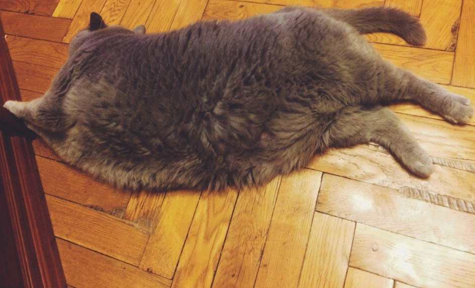 Looks like someone is eating too much - cat, Thick, Photo, Fatty, Fur, Thick, Excess weight