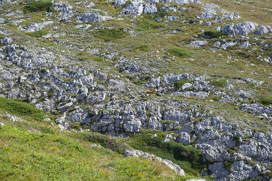 HPD on the Chatyr-Dag plateau (photo report) - My, Crimea, Tracking, Travels, Photo, Hike, Tourism, Adventures, Chatyr-Dag, Longpost