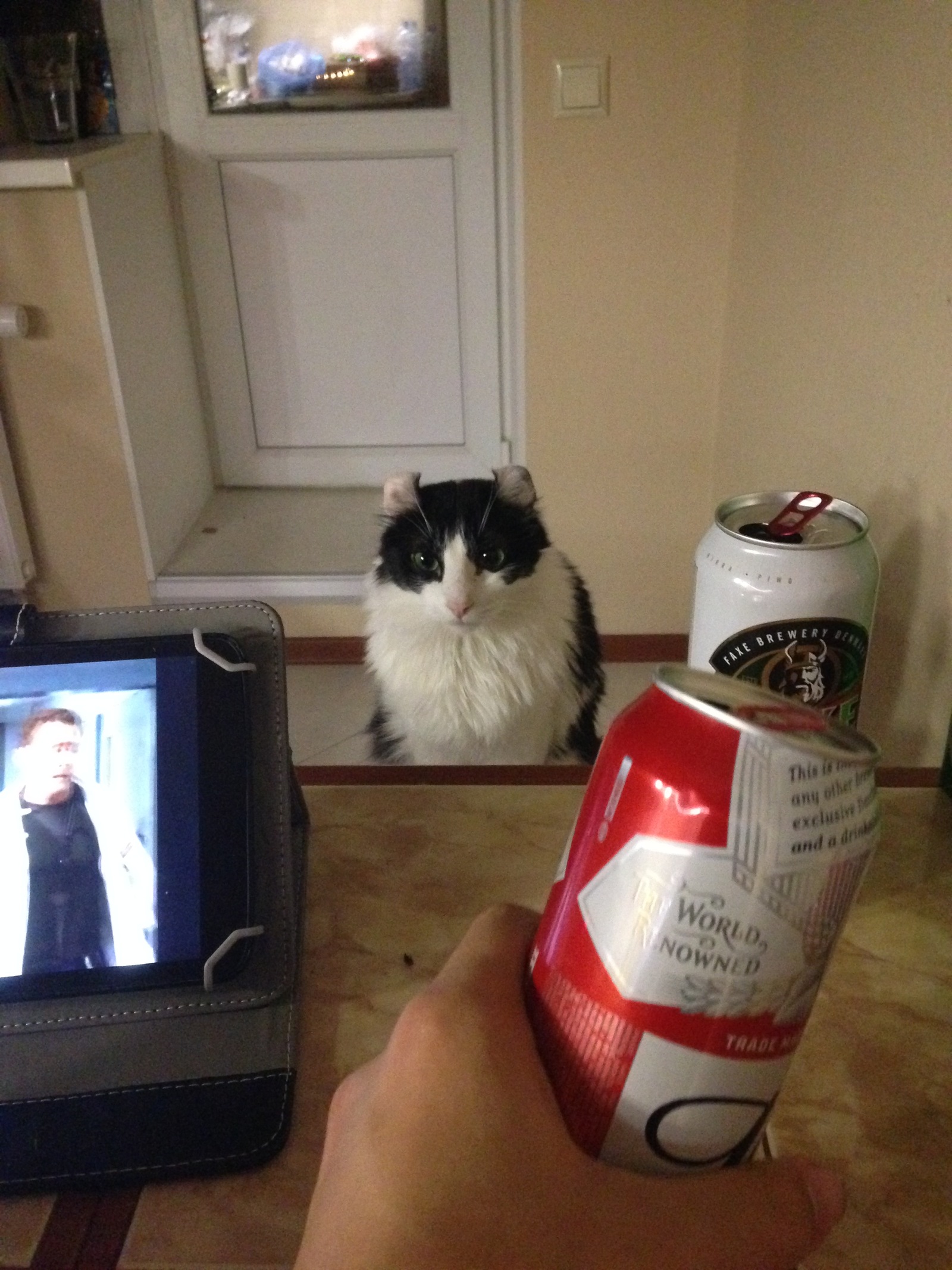 Just drinking beer with the cat. - My, cat, My, Boredom