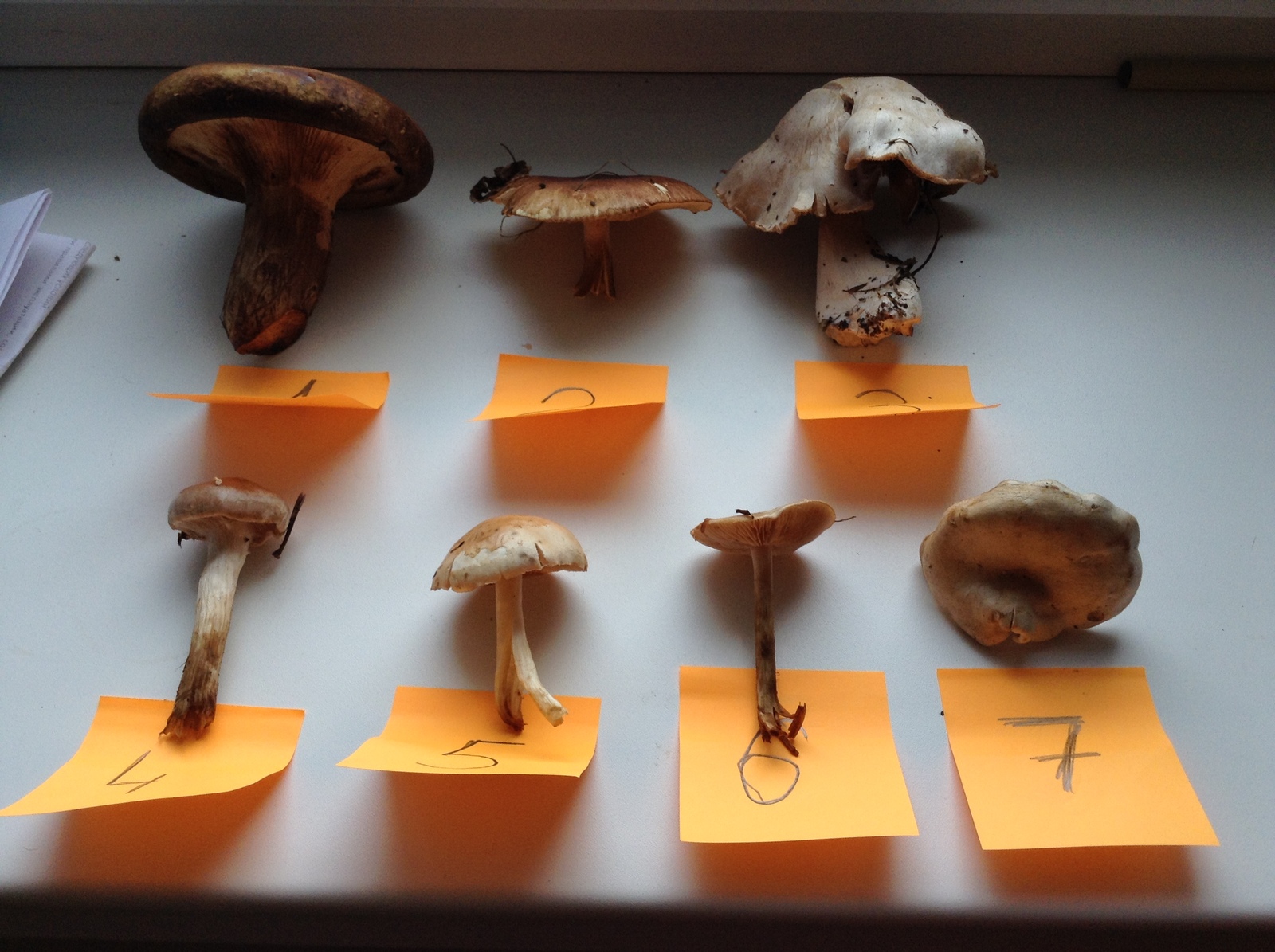 Please tell me what kind of mushrooms - Mushrooms, Collected, Mushroom season, 