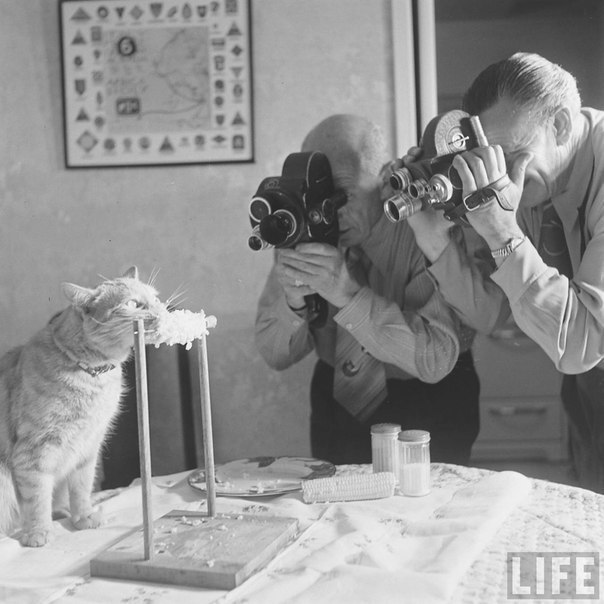 The cat eats corn. - cat, Life, Black and white, The photo, 1951, Longpost