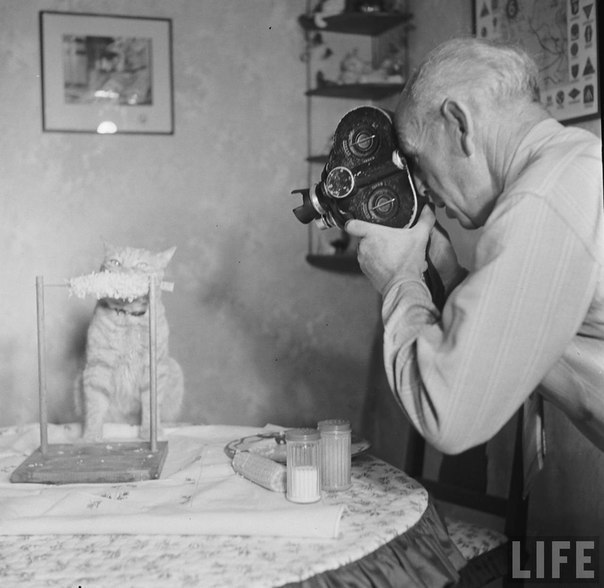 The cat eats corn. - cat, Life, Black and white, The photo, 1951, Longpost