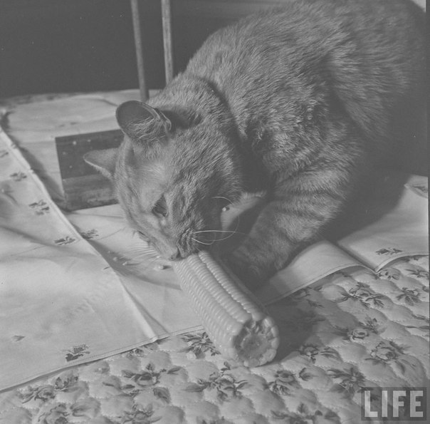 The cat eats corn. - cat, Life, Black and white, The photo, 1951, Longpost