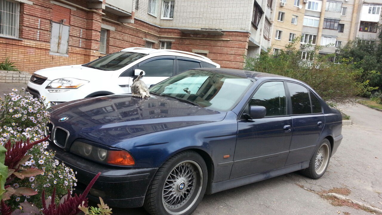 Today on the way to the store I met a luxurious pussy on a BMW - Bmw, cat