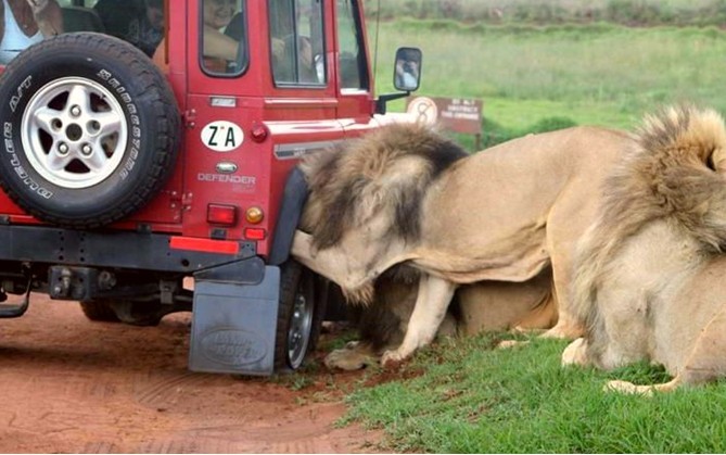 Lion's tire fitting :) - Africa, Safari, a lion, Auto, Longpost