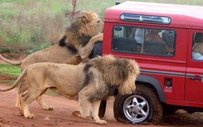 Lion's tire fitting :) - Africa, Safari, a lion, Auto, Longpost