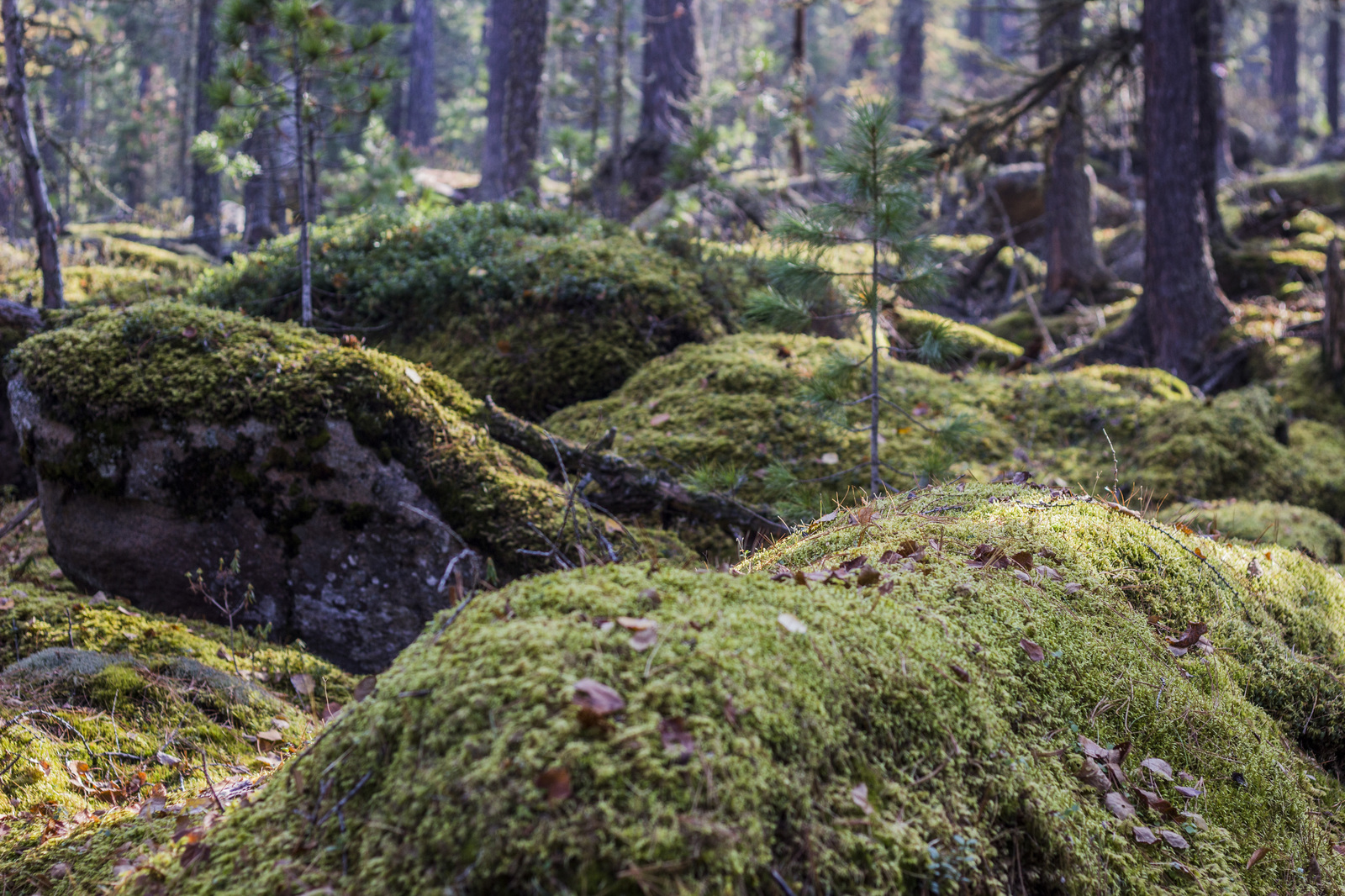 It's like being on another planet. - My, Tourism, Russia, Siberia, The mountains, Hike, Krasnoyarsk, Longpost