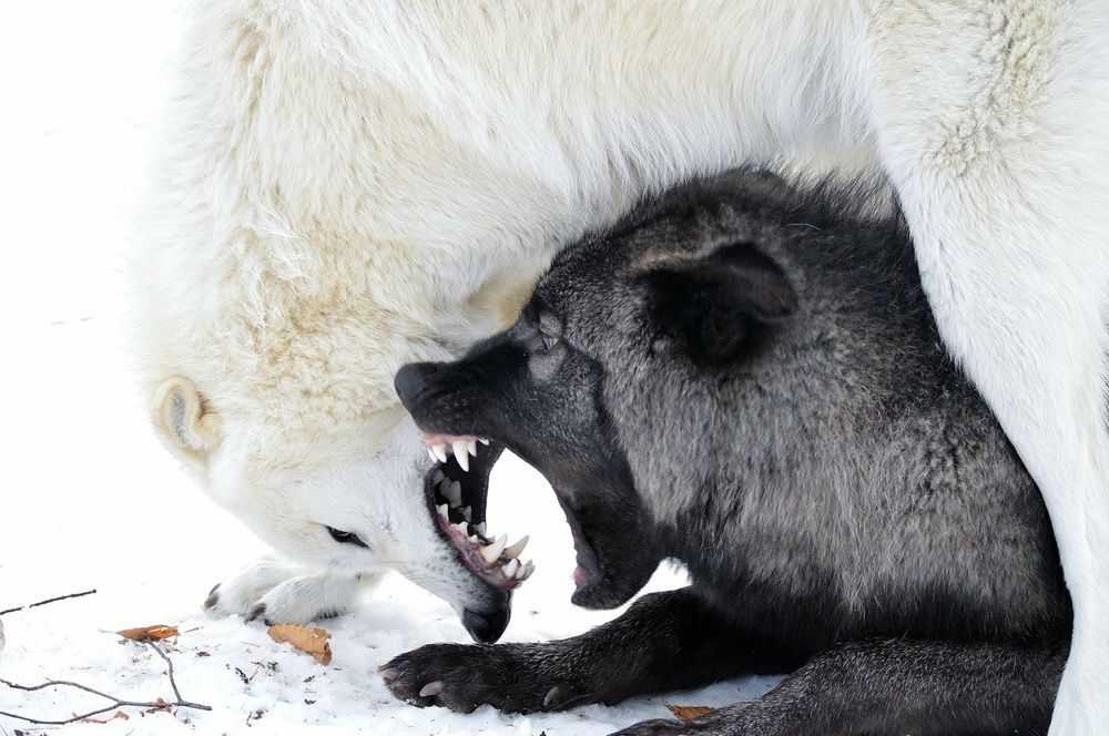 Power - Photo, Nature, Animals, Wolf