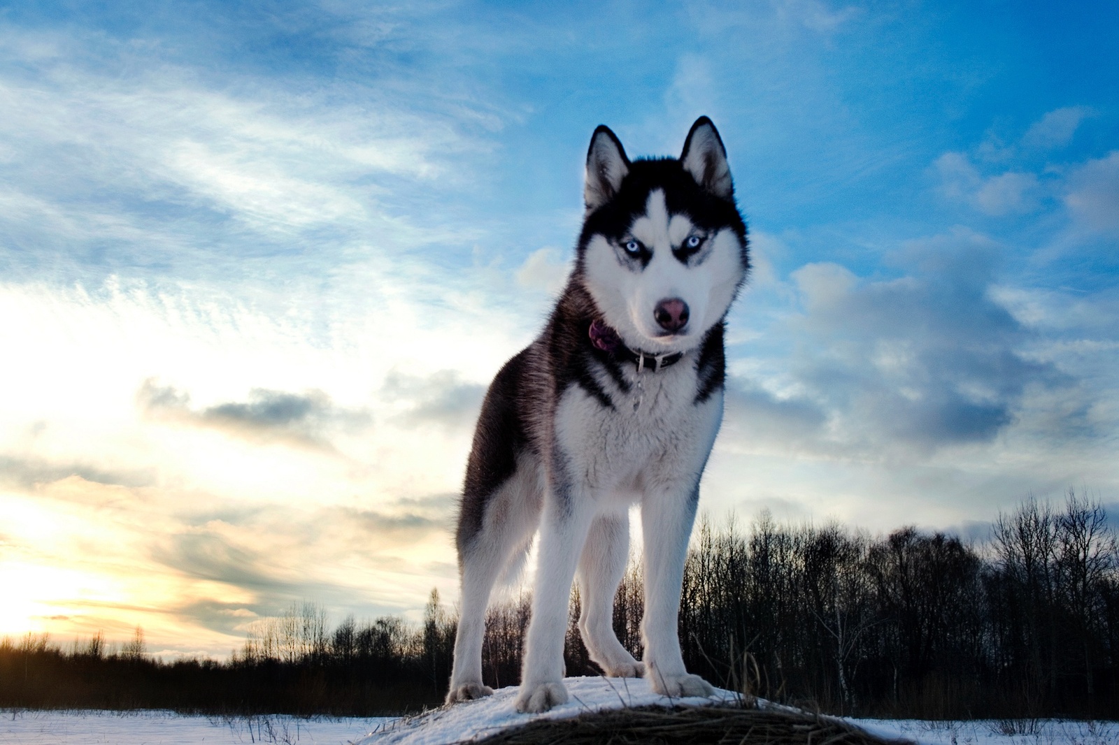 Хаски/Husky - Моё, Хаки, Хаски