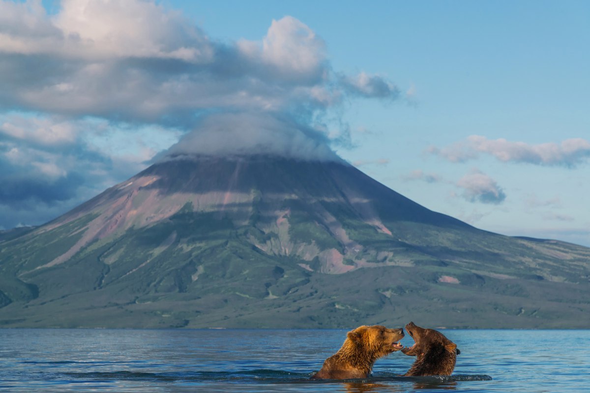 Autumn Kamchatka - Autumn, Kamchatka, Russia, The Bears, Gotta go, Photo, Nature, The nature of Russia, Longpost