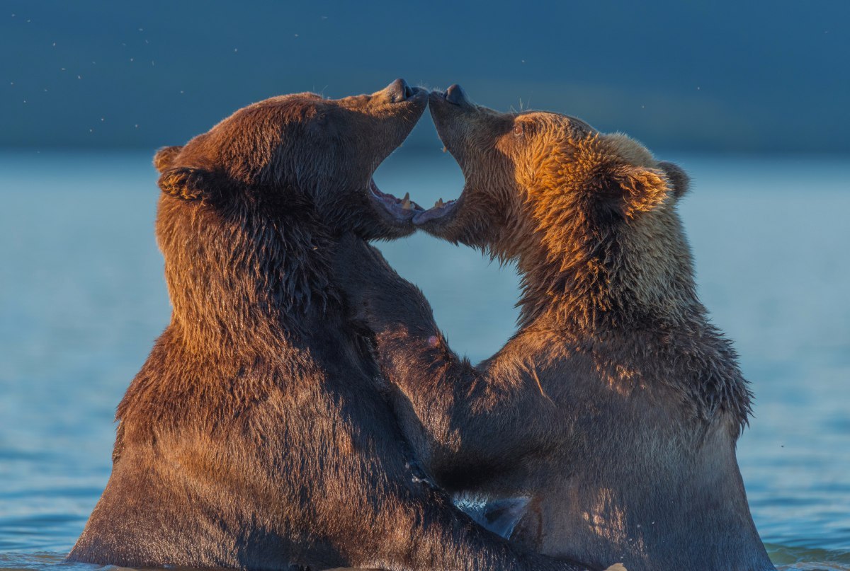 Autumn Kamchatka - Autumn, Kamchatka, Russia, The Bears, Gotta go, Photo, Nature, The nature of Russia, Longpost