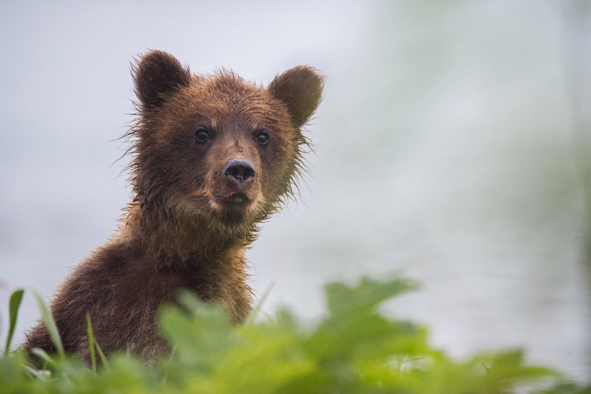 Autumn Kamchatka - Autumn, Kamchatka, Russia, The Bears, Gotta go, Photo, Nature, The nature of Russia, Longpost