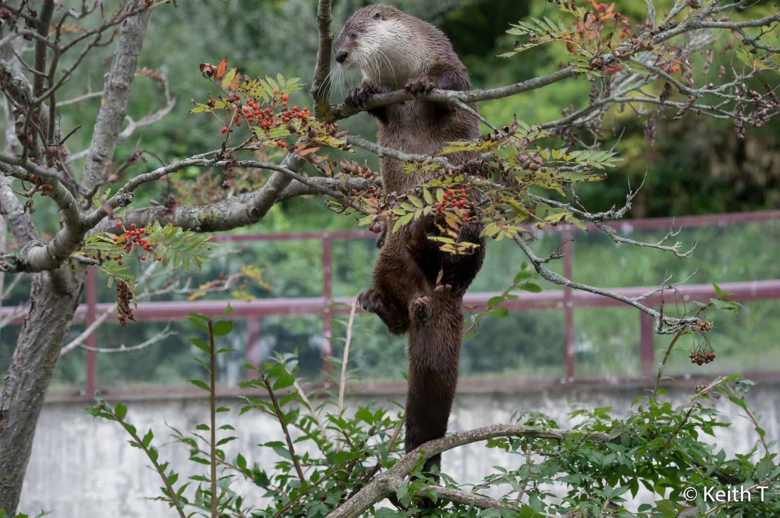 I'm sitting high.. - Otter, Otters, Milota, Animals