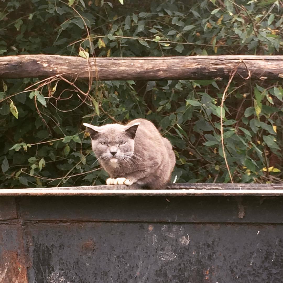 Уличный кот, который меня запомнил - Моё, Кот, Ненависть, Ассасин, Злобная морда