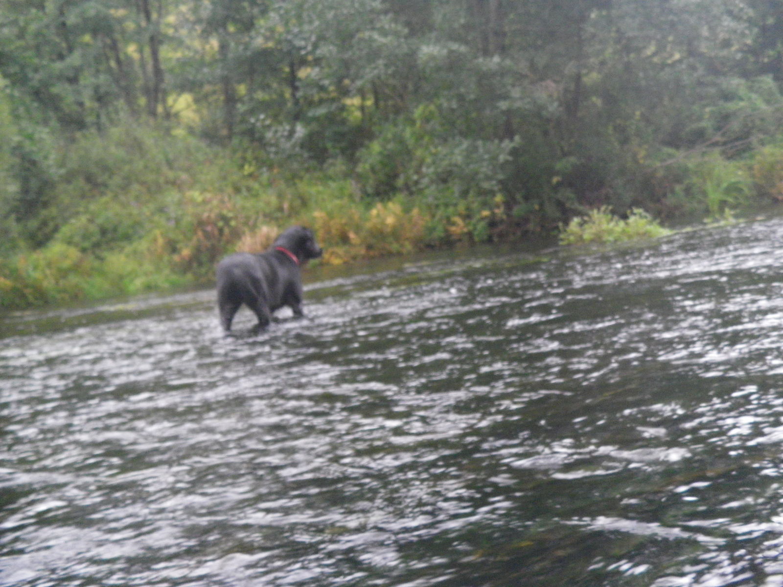 Rafting on the Serena River, Kaluga Region - My, Alloy, River rafting, River, Nature, The nature of Russia, , Fishing, Longpost