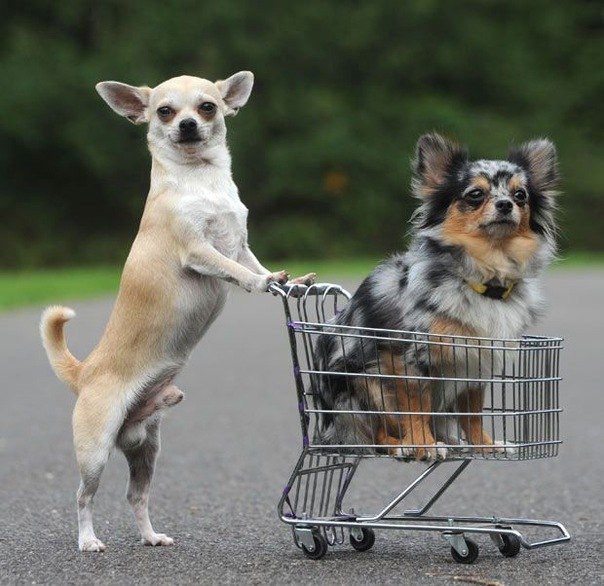 To the supermarket for sweets! - Dog, Cart, Photo, , Bestiality