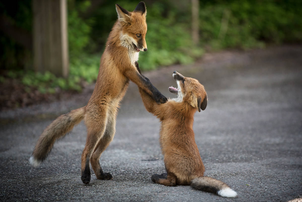 Marry me, move into my hole at last! - Fox, Animals, Photo, Fyr