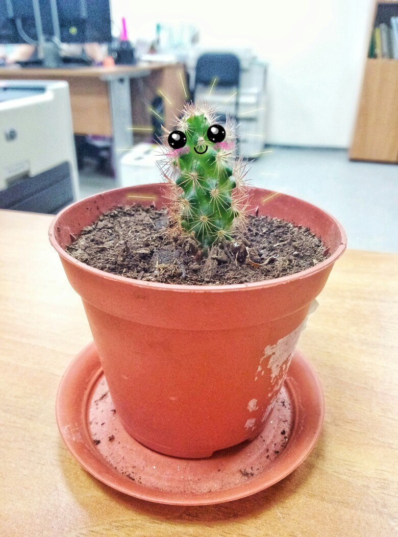 It's just a cute cactus)) you can continue to scroll through your feed ^^ - My, Cactus, Milota, Work, Houseplants, Pots