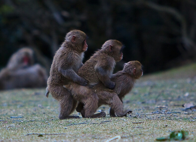 Dancing? - Photo, Monkey