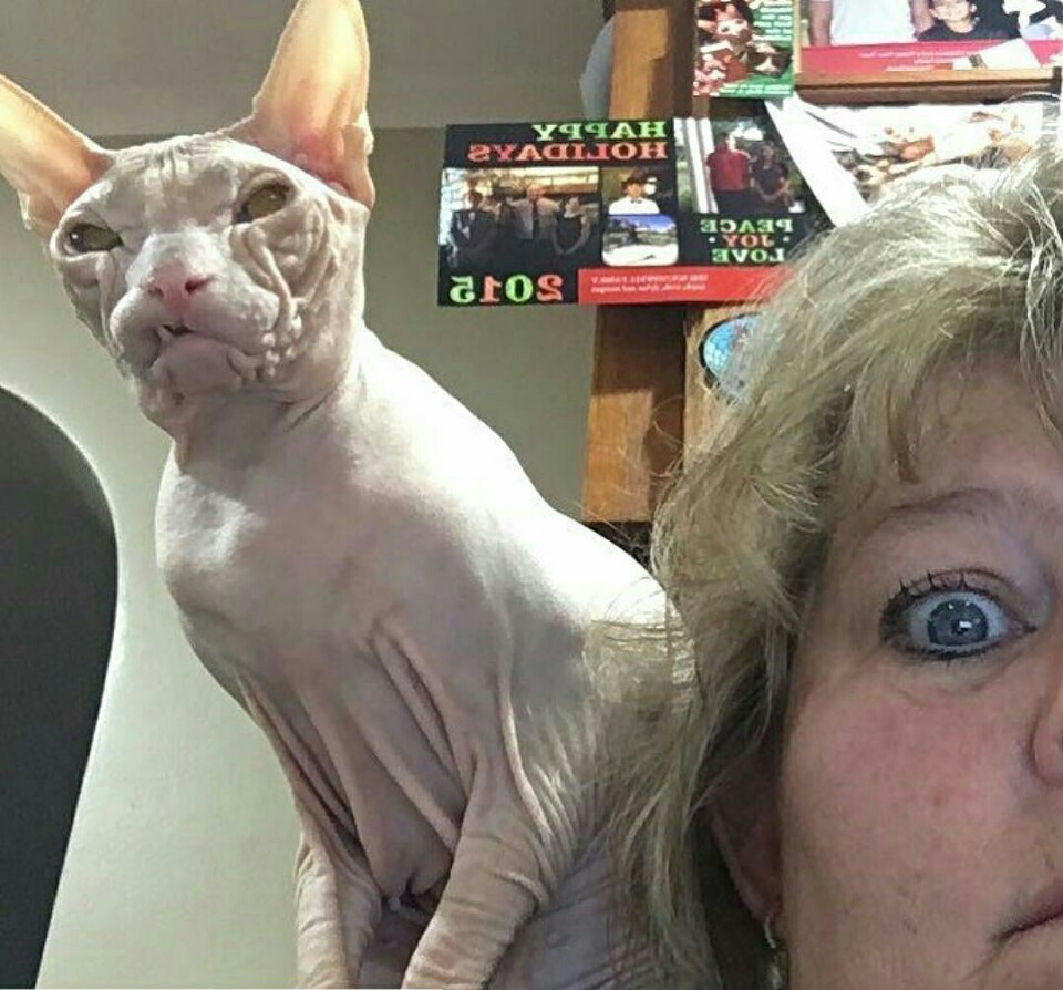 I've seen all sorts of shit... - cat, Now I have seen everything