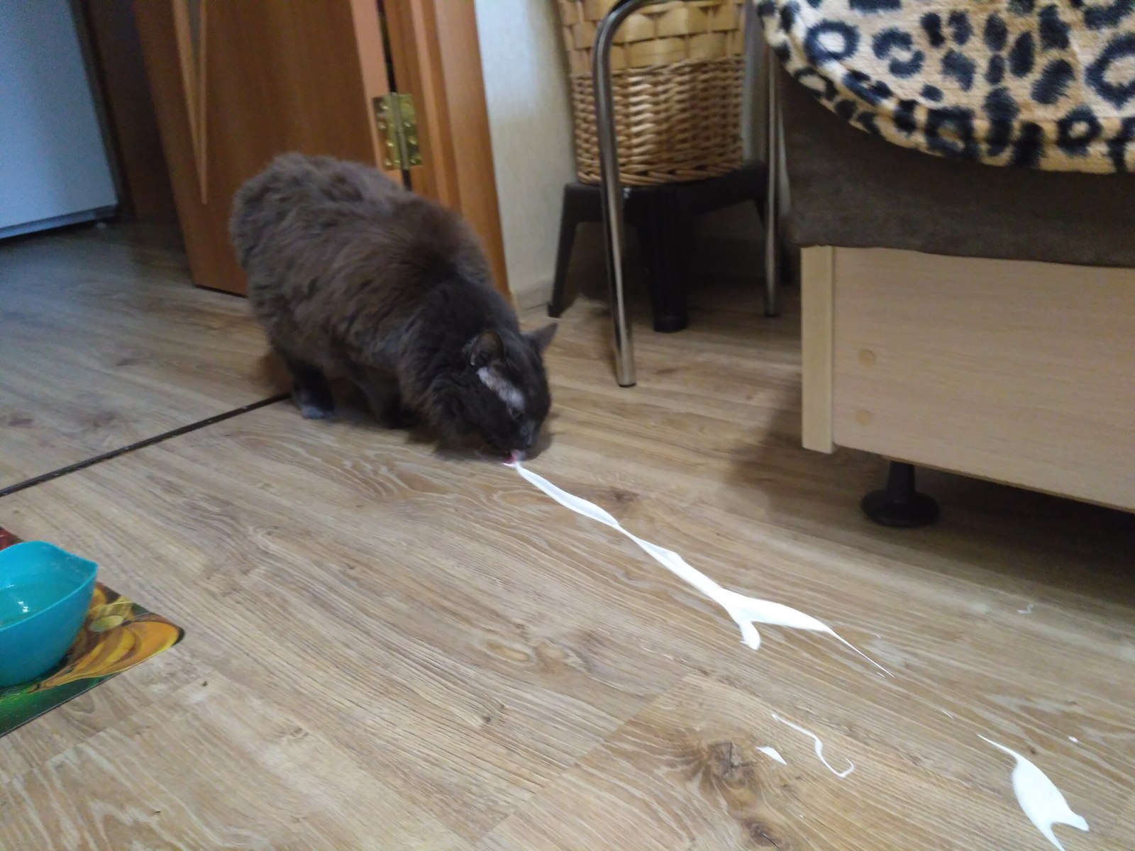 When someone messed up, it's up to you to clean up. - My, cat, Sour cream