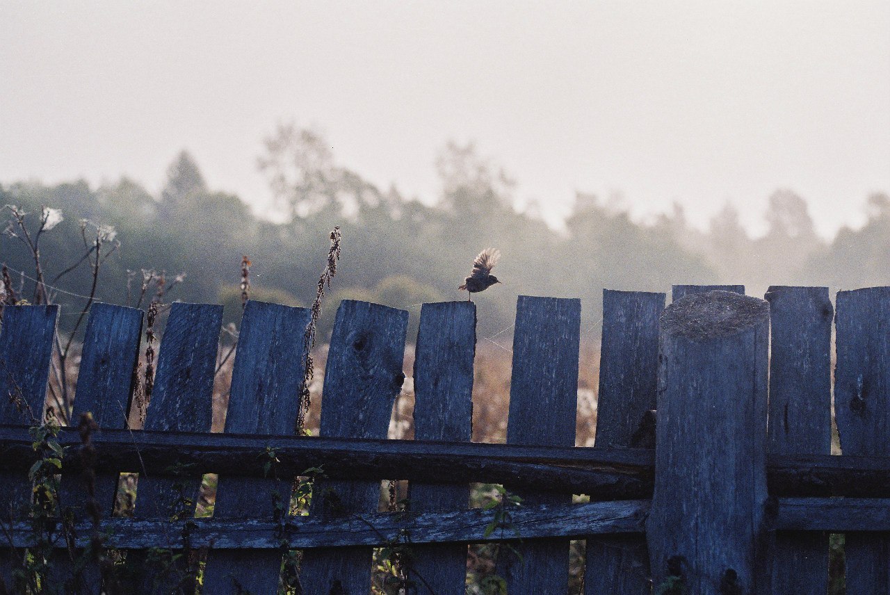 Catch the moment - My, Morning, Forest, Village, Birds, Film, The photo, Moment