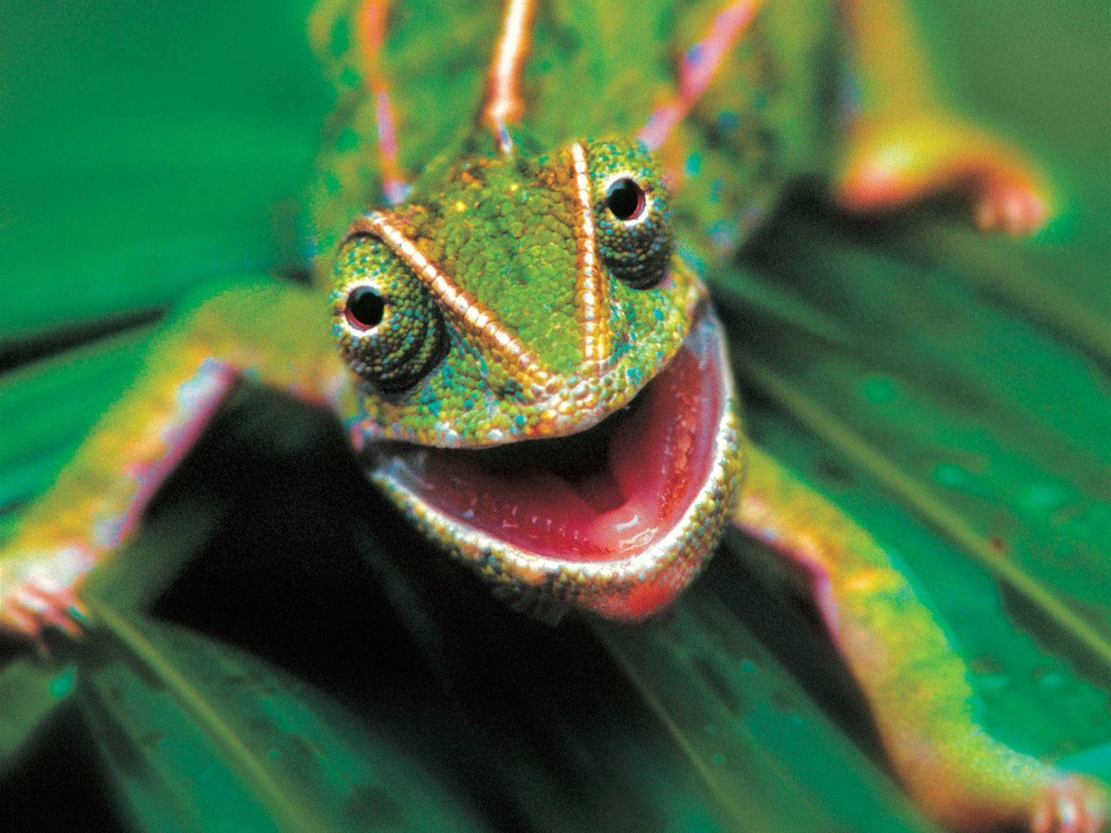 Hello!!! - Greenery, Reptiles, Chameleon