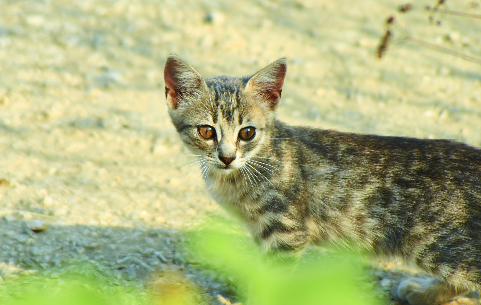 Morning cat. - My, cat, Kerch, The photo, Catomafia, 