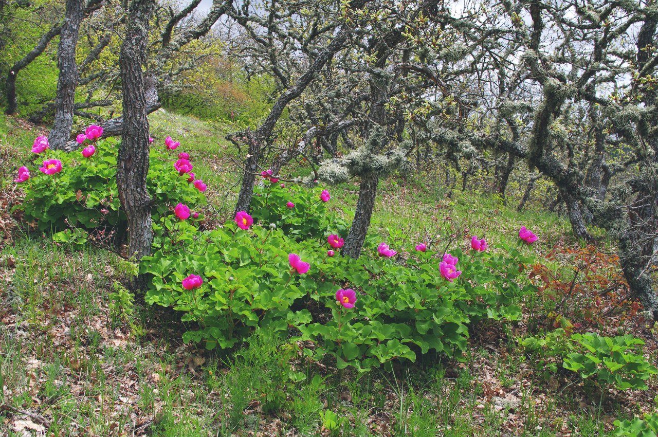 Spring in the Crimean mountains. - My, Crimea, Photo, Russia, Echki-Dag, New World, , The mountains, Spring, Longpost