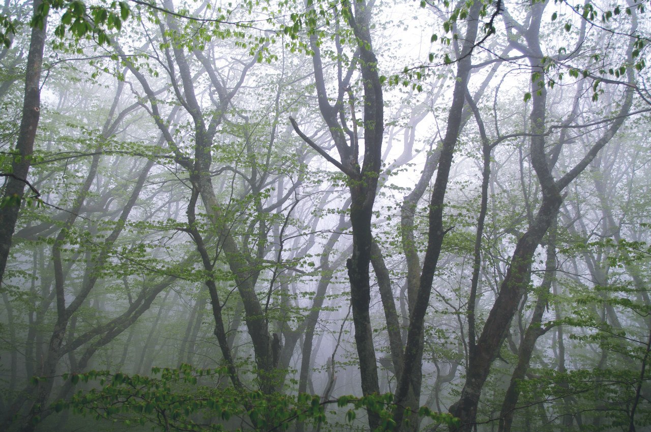 Spring in the Crimean mountains. - My, Crimea, Photo, Russia, Echki-Dag, New World, , The mountains, Spring, Longpost