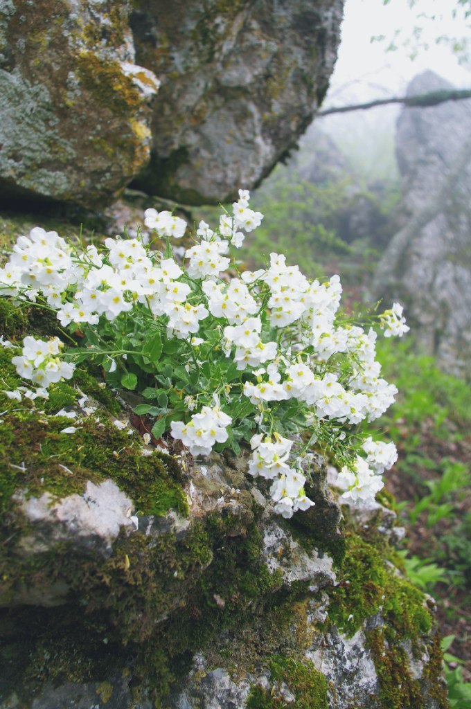 Spring in the Crimean mountains. - My, Crimea, Photo, Russia, Echki-Dag, New World, , The mountains, Spring, Longpost