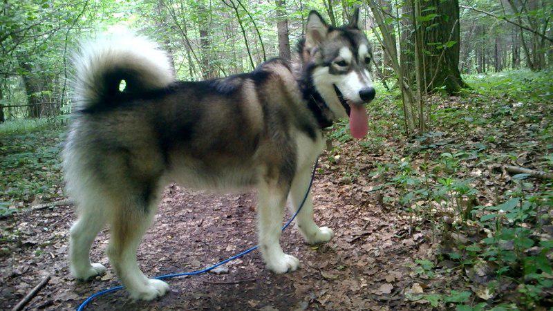 Continuing the theme of pets with photos before and now - My, Dog, Husky, Alaskan Malamute, Pet, It Was-It Was, Longpost, Pets