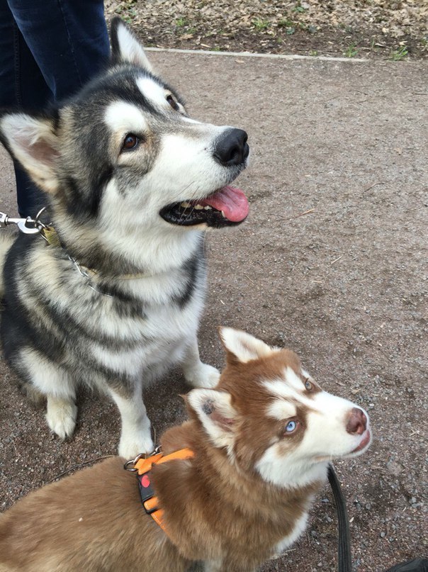 Continuing the theme of pets with photos before and now - My, Dog, Husky, Alaskan Malamute, Pet, It Was-It Was, Longpost, Pets