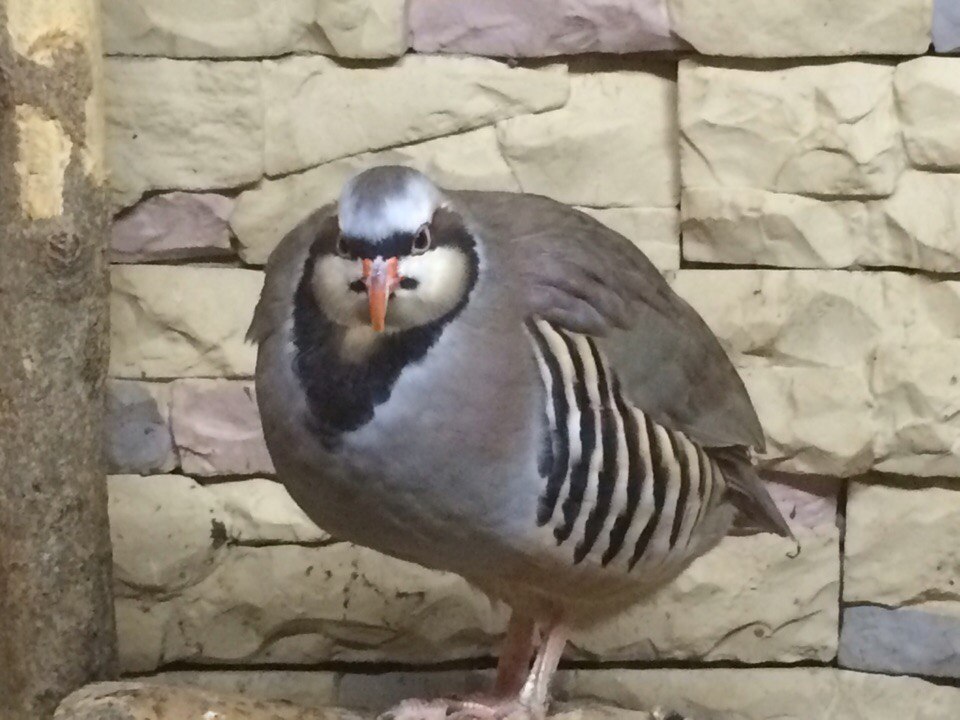 Che was staring? - My, Birds, Cattle, Monobrow, Caucasus, Усы