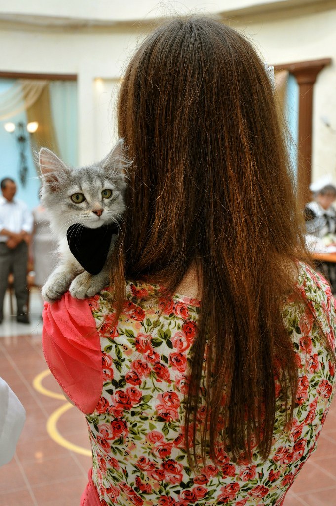 Witness at the wedding - My, cat, Photo, Longpost