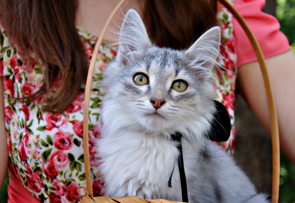 Witness at the wedding - My, cat, Photo, Longpost