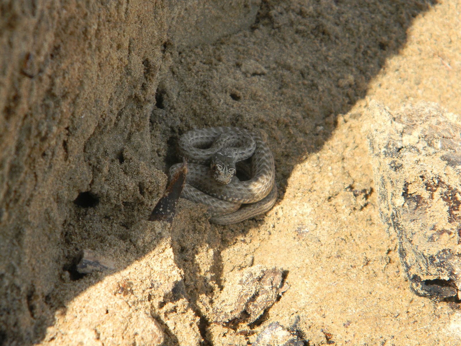 Tell me what kind of snake - My, Snake, Volga, Astrakhan, Volga river