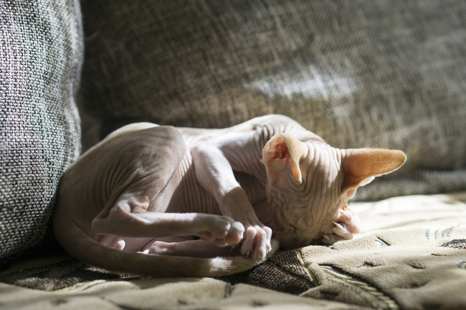 My pet part 2 - My, cat, Don Sphynx, Photo, My, Bald, Longpost