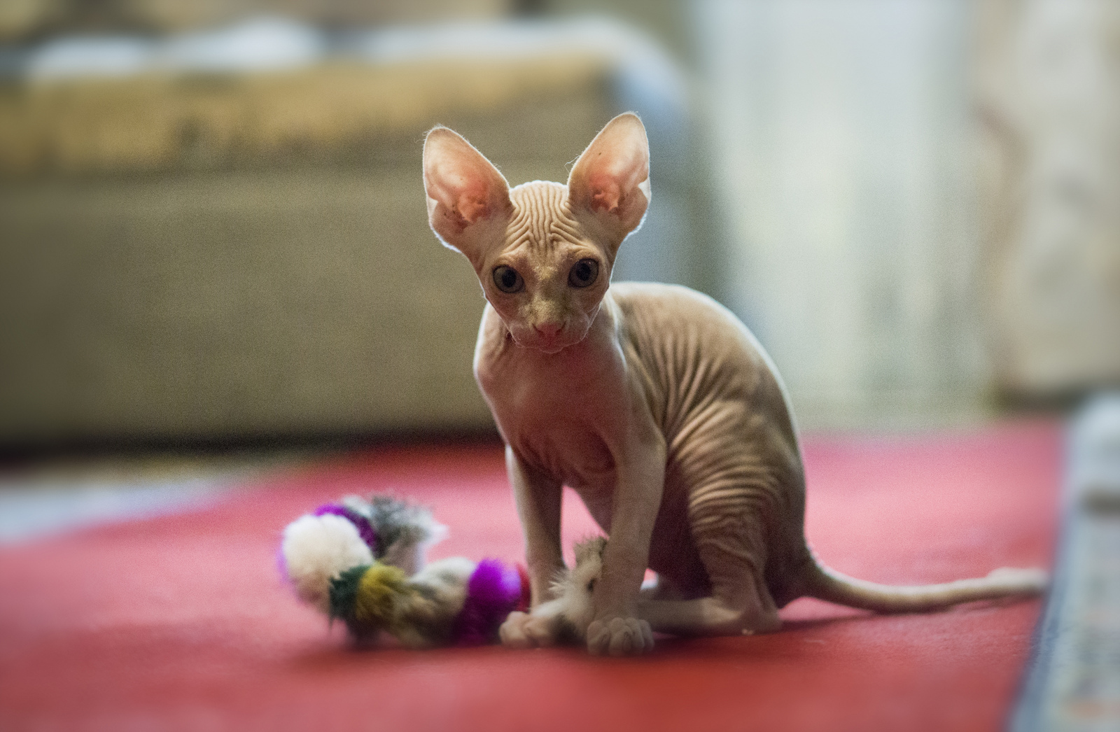 My pet part 2 - My, cat, Don Sphynx, Photo, My, Bald, Longpost