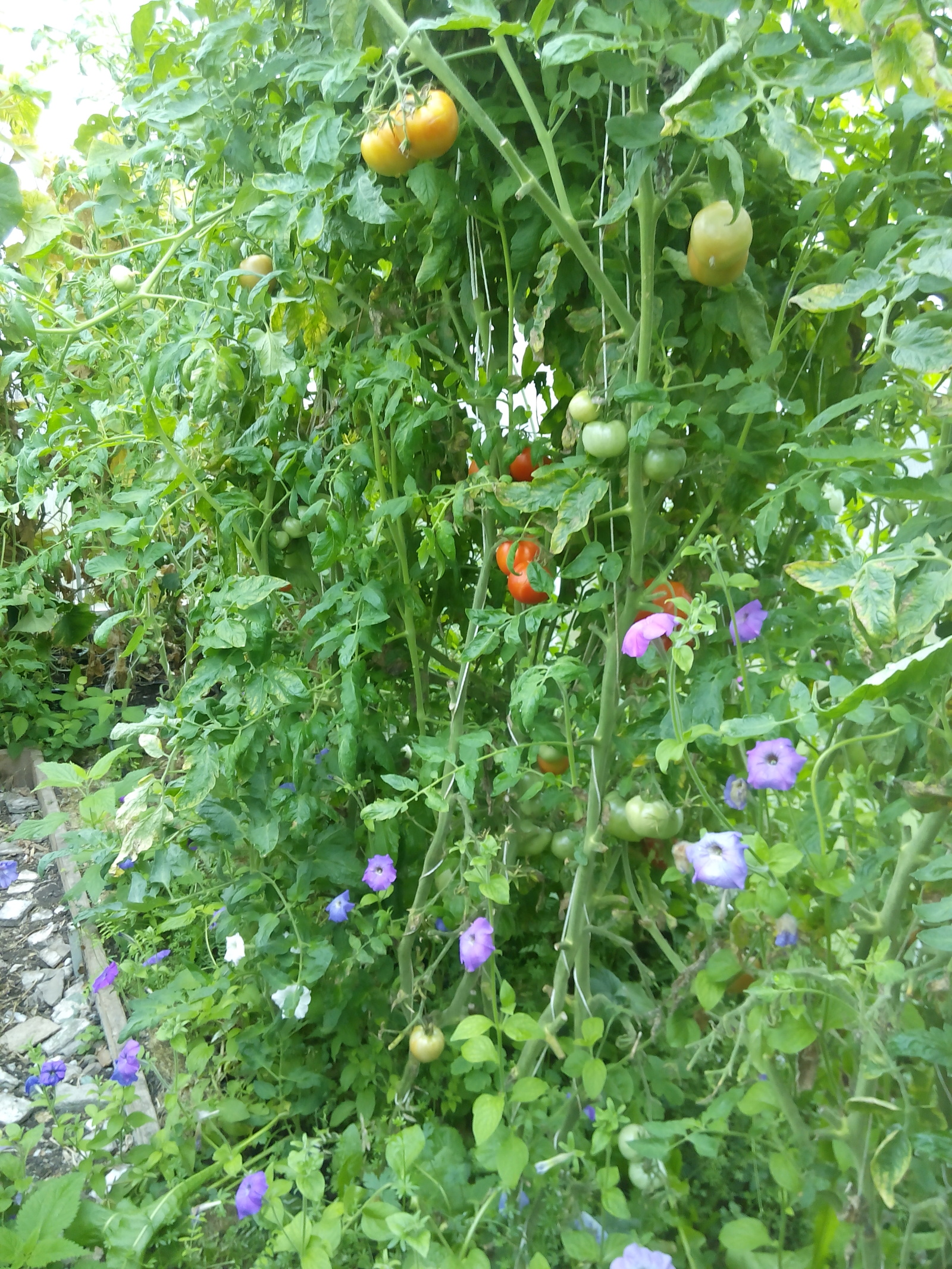 When I saved a piece of summer - My, Autumn, Greenhouse, Tomatoes, Photo, Food, Longpost