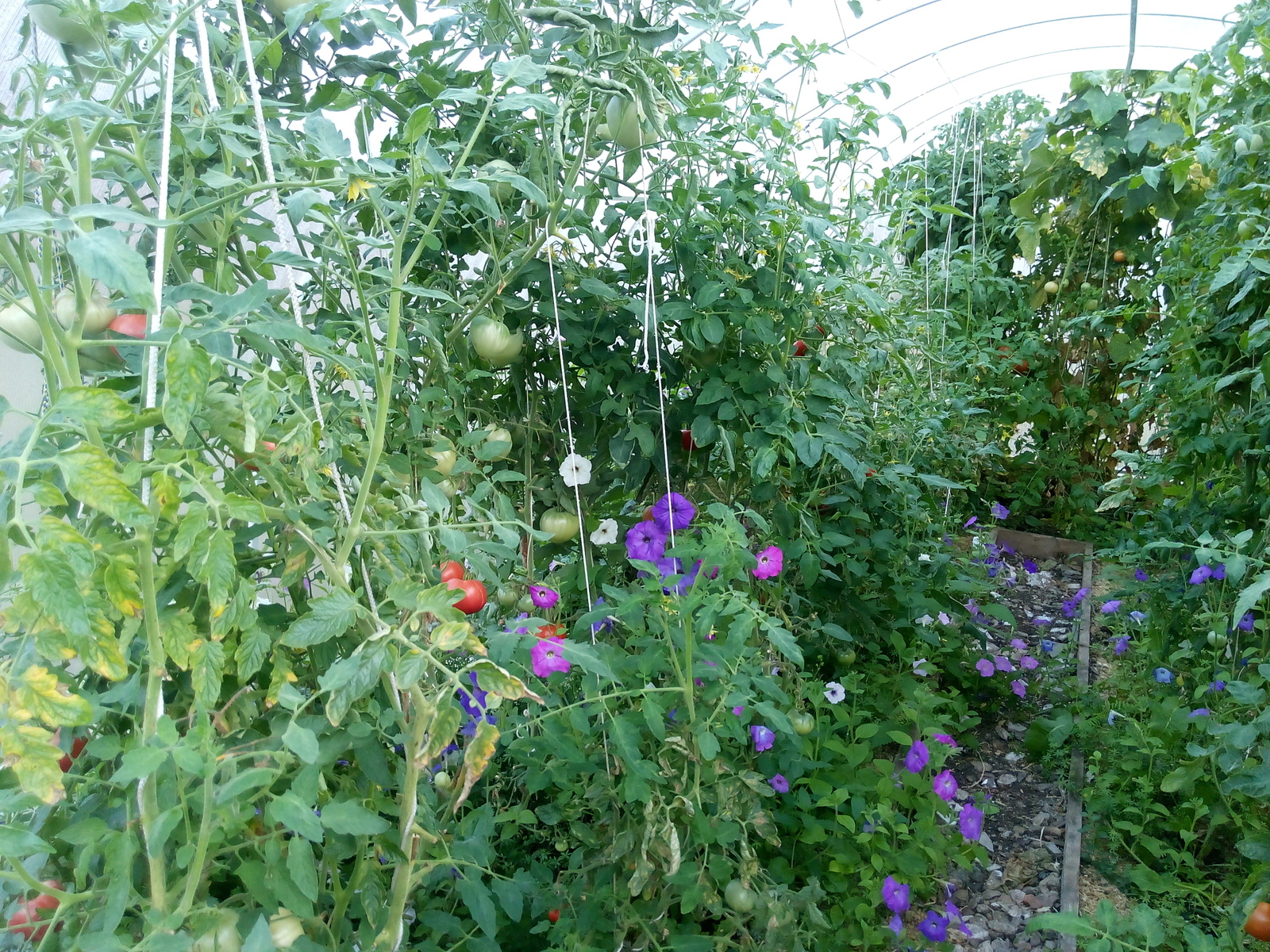 When I saved a piece of summer - My, Autumn, Greenhouse, Tomatoes, Photo, Food, Longpost