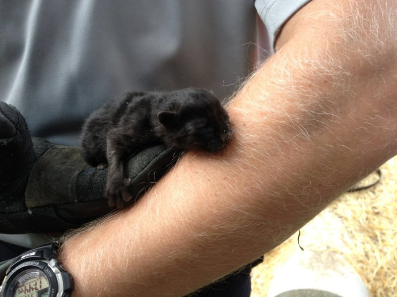 Firefighters pulled a kitten out of a water pipe - news, Animals, Help, Firefighters, cat, , Interesting, Longpost, Helping animals