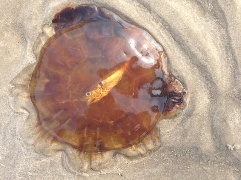 A jellyfish washed ashore with half-digested fish inside. - Interesting, Jellyfish, Losers