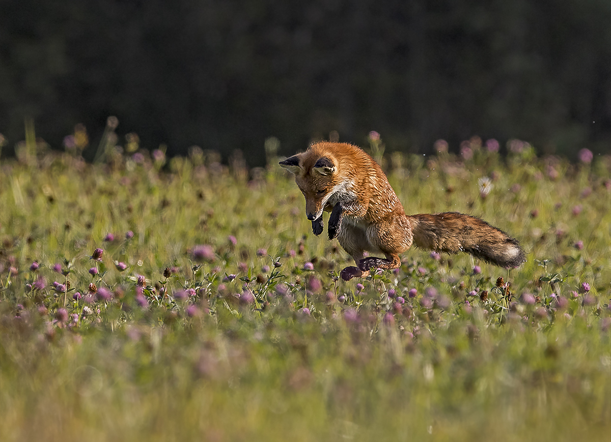 morning hunt - Fox, Bounce, Dew, Not mine, Summer, Longpost