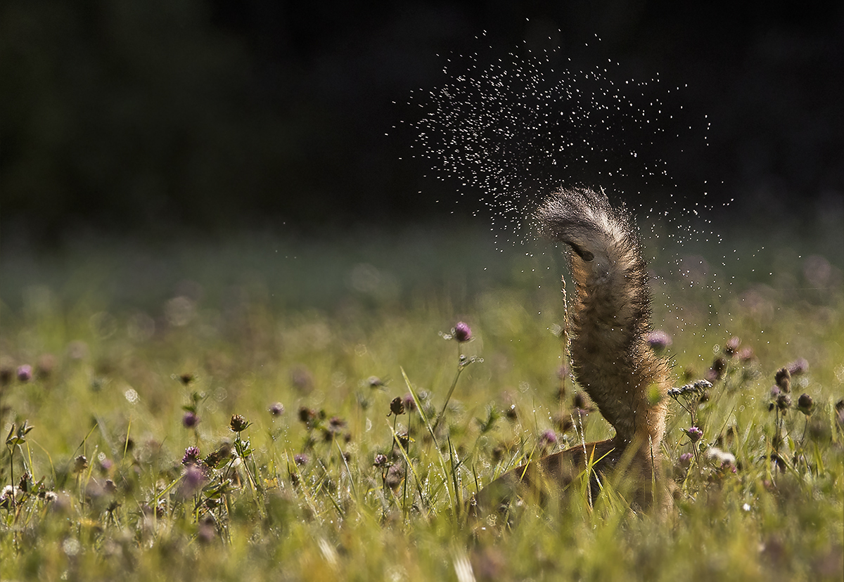 morning hunt - Fox, Bounce, Dew, Not mine, Summer, Longpost