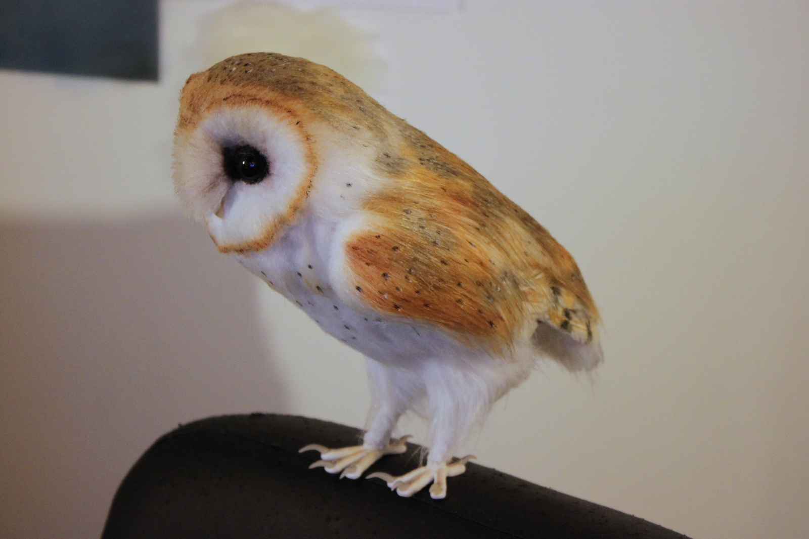 Fur owlet - My, Owl, Longpost, My, Barn owl, Handmade